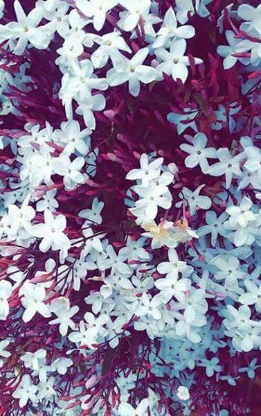 ♥ bntpal.com_151454508