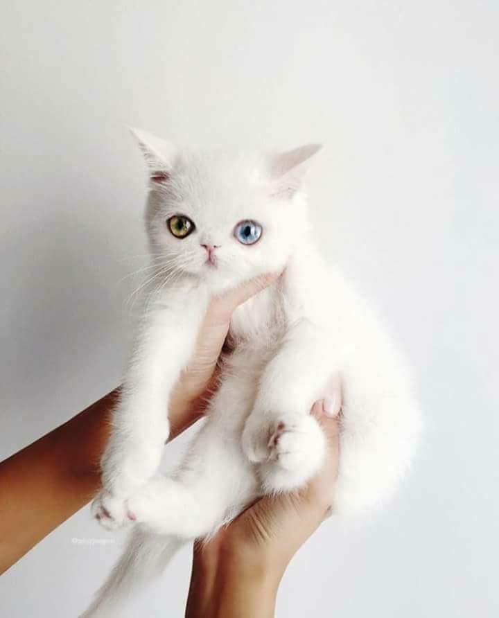 💙 bntpal.com_151973813