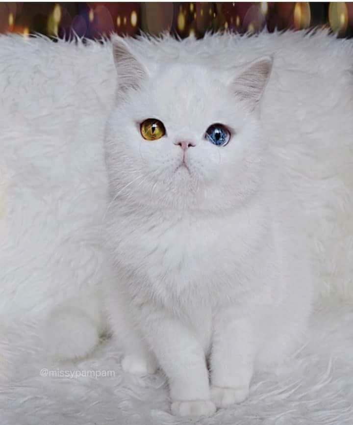 💙 bntpal.com_151973813