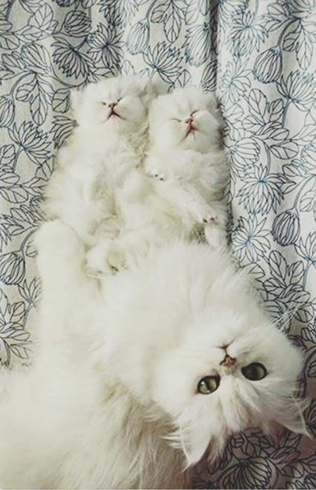 bntpal.com_152406780