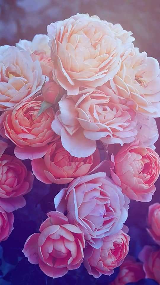 ♥ , bntpal.com_152658694