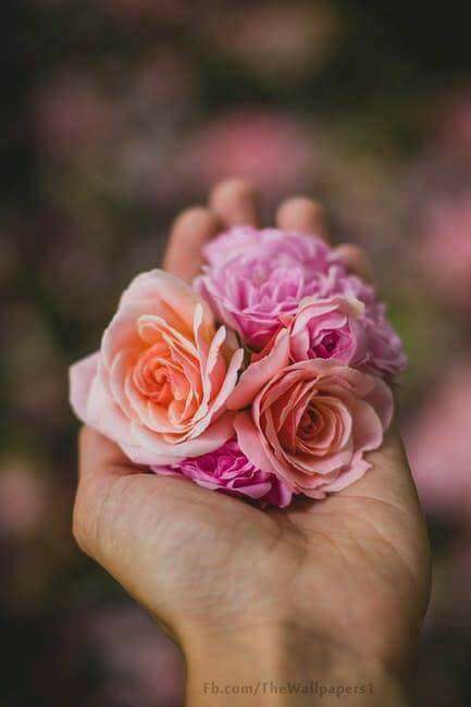 ♥ , bntpal.com_152658694