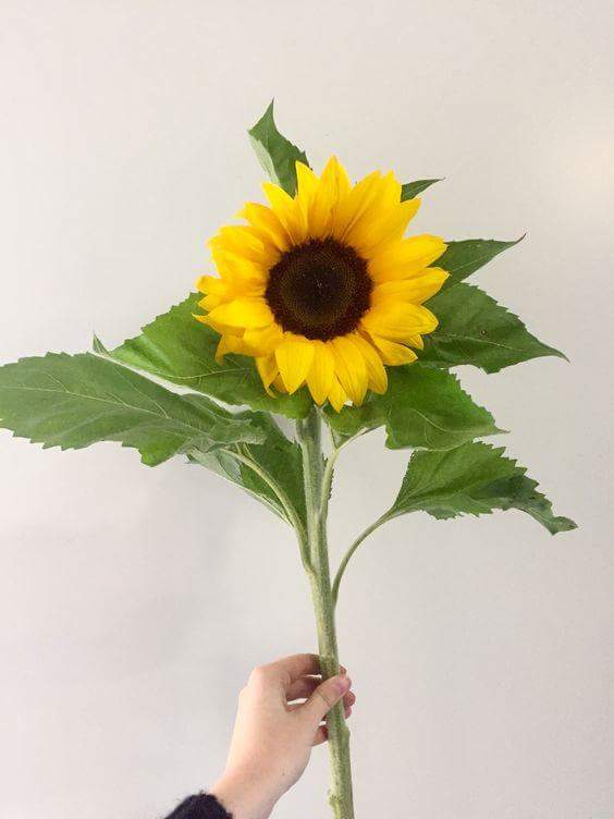  💛🌻 bntpal.com_152734399