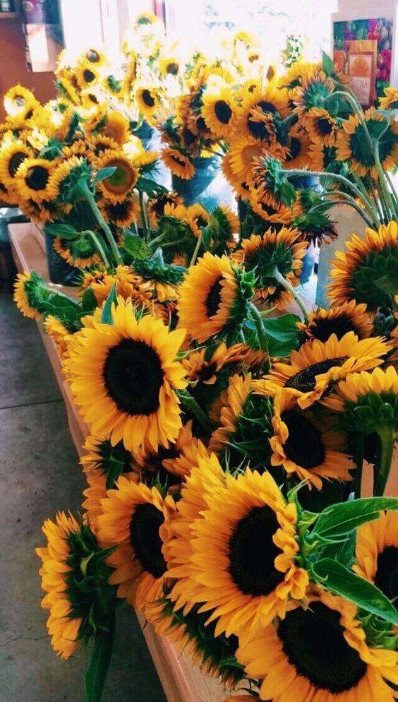  💛🌻 bntpal.com_152734399
