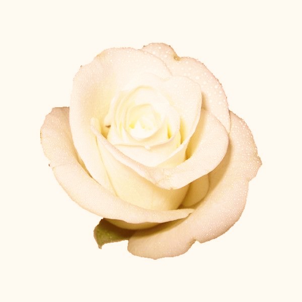 ���� ���� ������ �� ���� ������