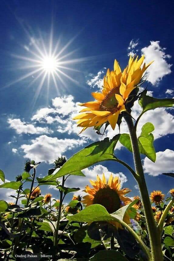 Sunflower 💛🌻 bntpal.com_153294646