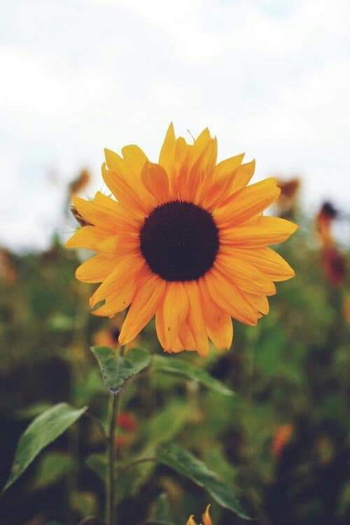 Sunflower 💛🌻 bntpal.com_153294646