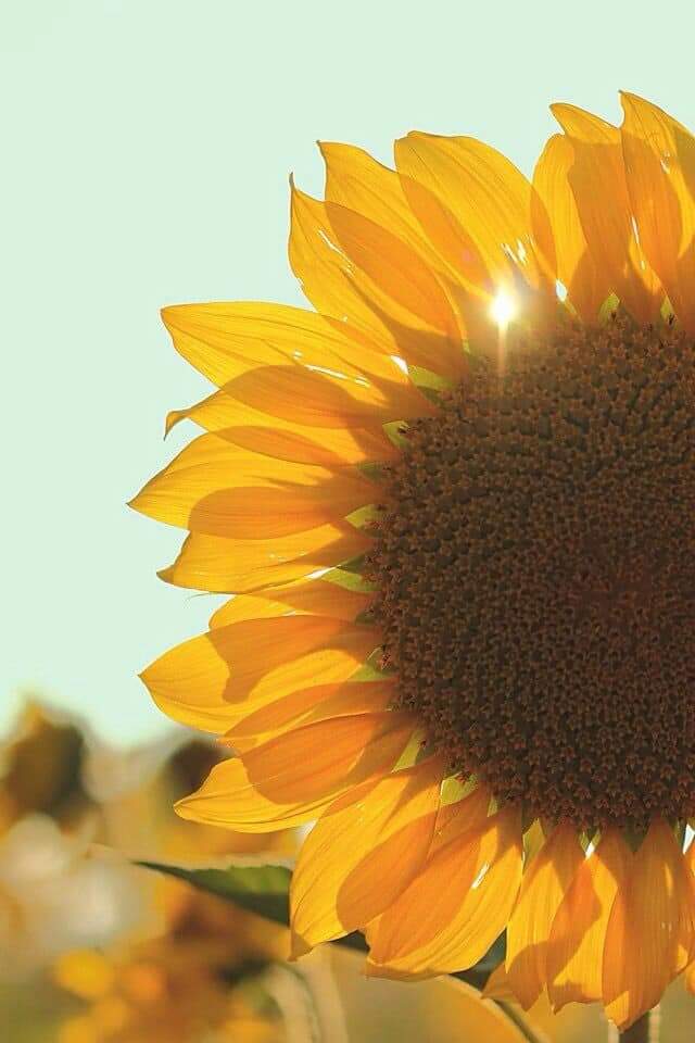 Sunflower 💛🌻 bntpal.com_153294646