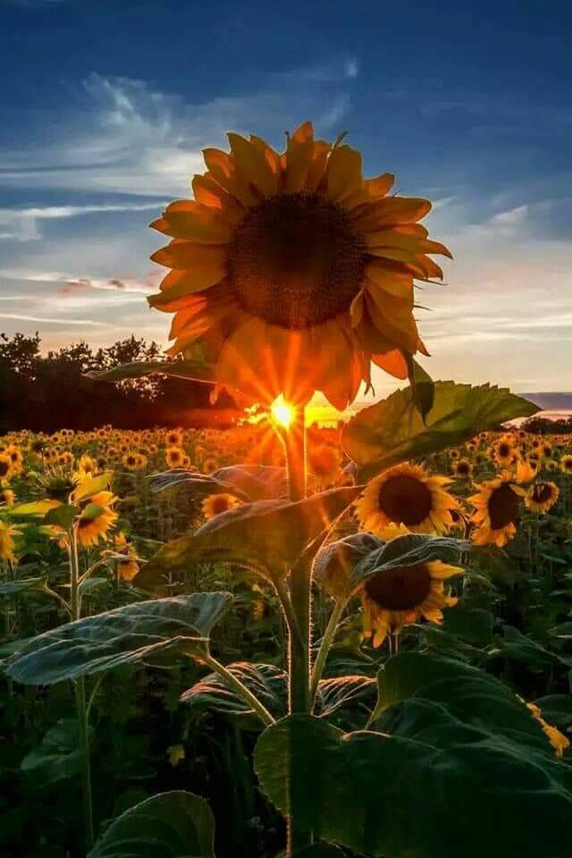 Sunflower 💛🌻 bntpal.com_153294646