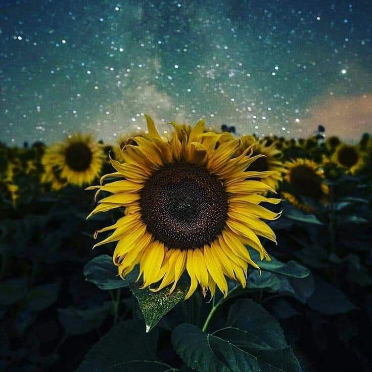 Sunflower 💛🌻 bntpal.com_153294646