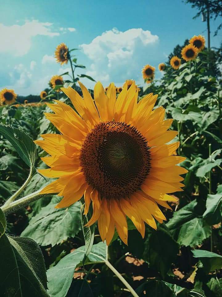 Sunflower 💛🌻 bntpal.com_153294646