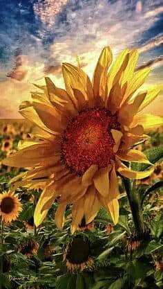 Sunflower 💛🌻 bntpal.com_153294646