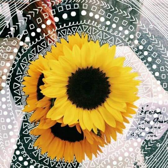 Sunflower 💛🌻 bntpal.com_153294646