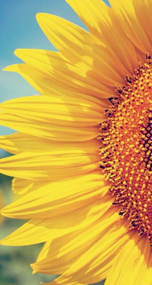 Sunflower 💛🌻 bntpal.com_153294646