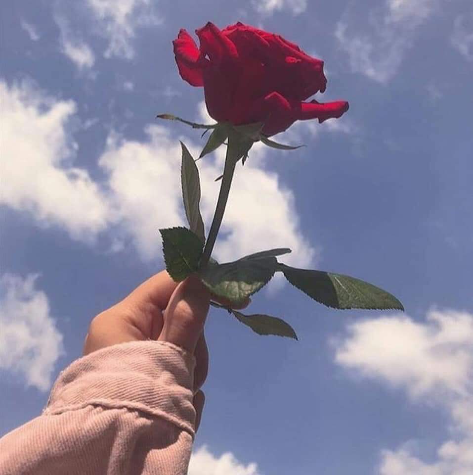 ."🌹 bntpal.com_153341795