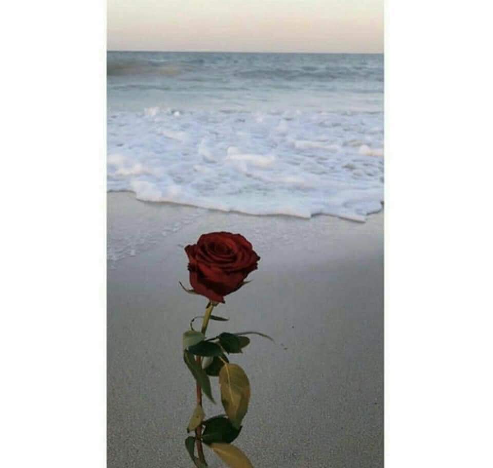 ."🌹 bntpal.com_153341795