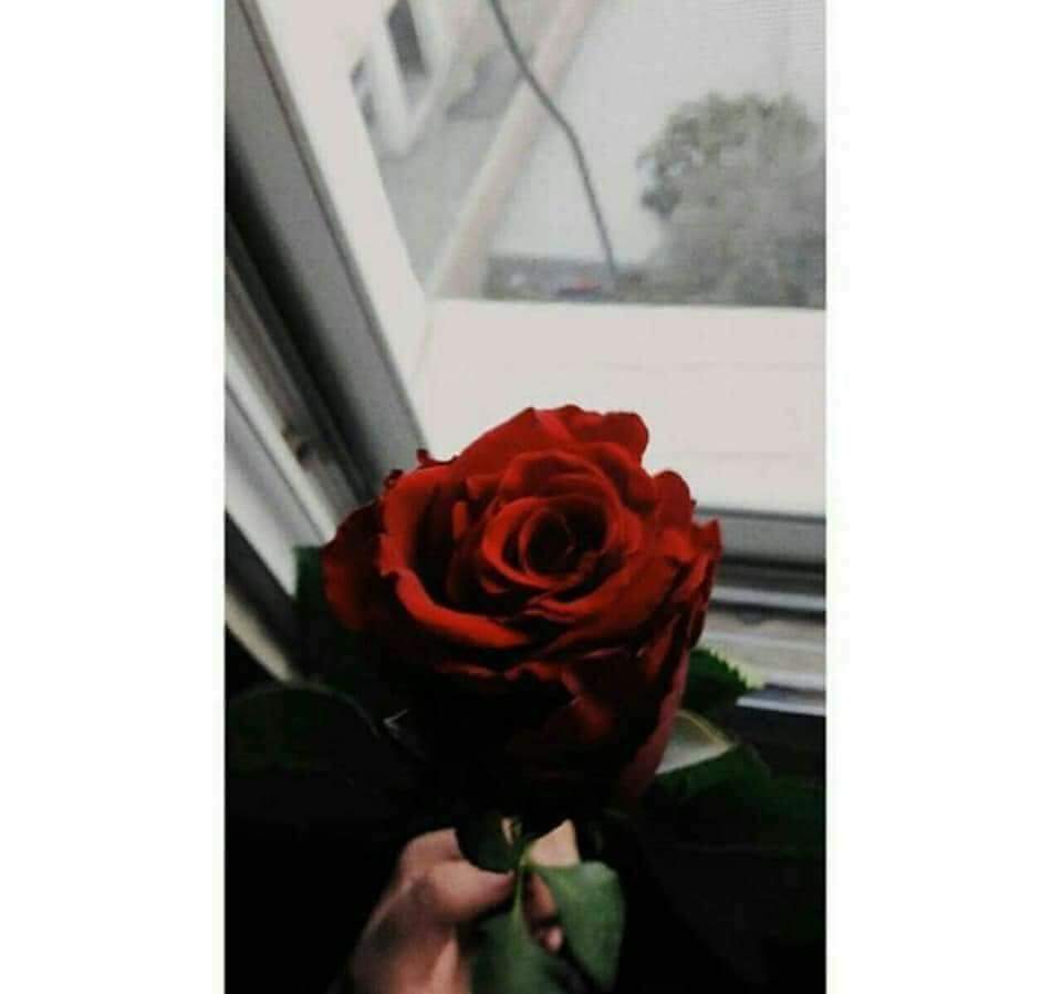 ."🌹 bntpal.com_153341795