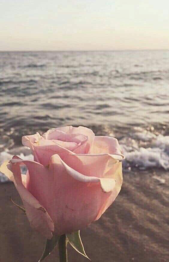 ."🌹 bntpal.com_153341795