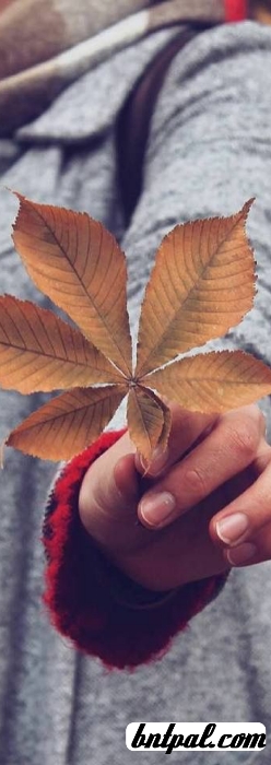 🌼💙 >> bntpal.com_153829190