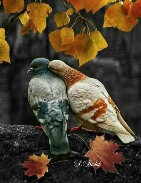  ... ~~ bntpal.com_154201643