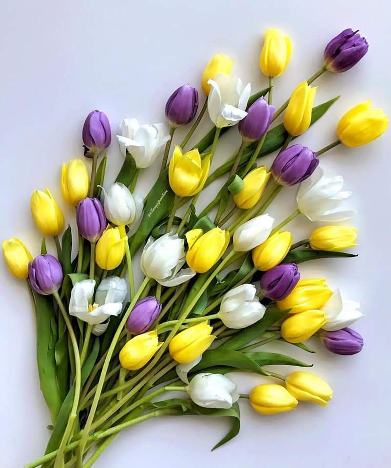 💜🥀 bntpal.com_154217676
