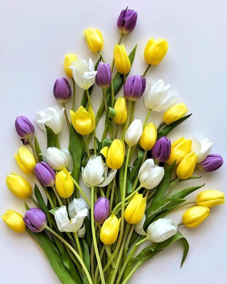 💜🥀 bntpal.com_154217676