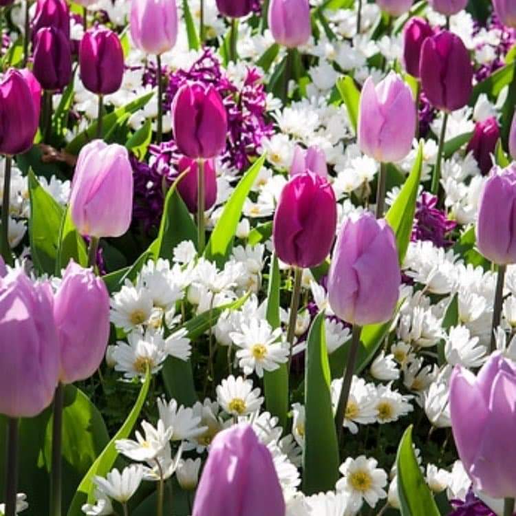 💜🥀 bntpal.com_154217676