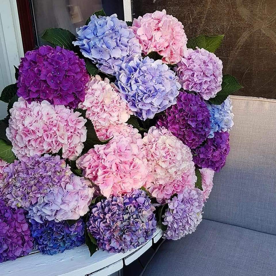 💜🥀 bntpal.com_154217676