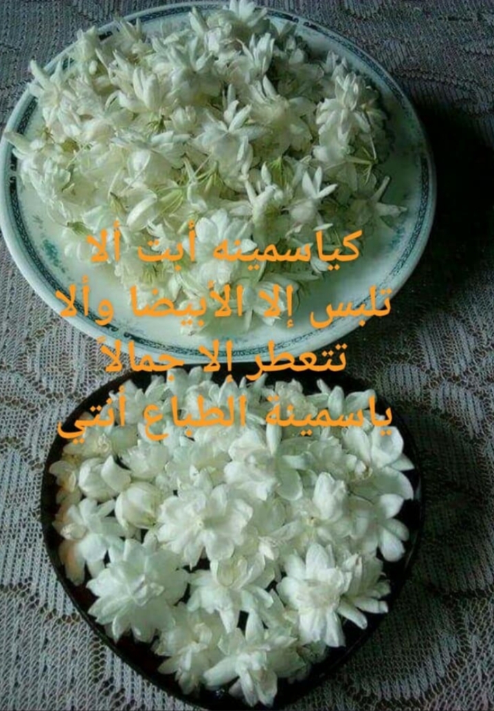  // bntpal.com_156188145
