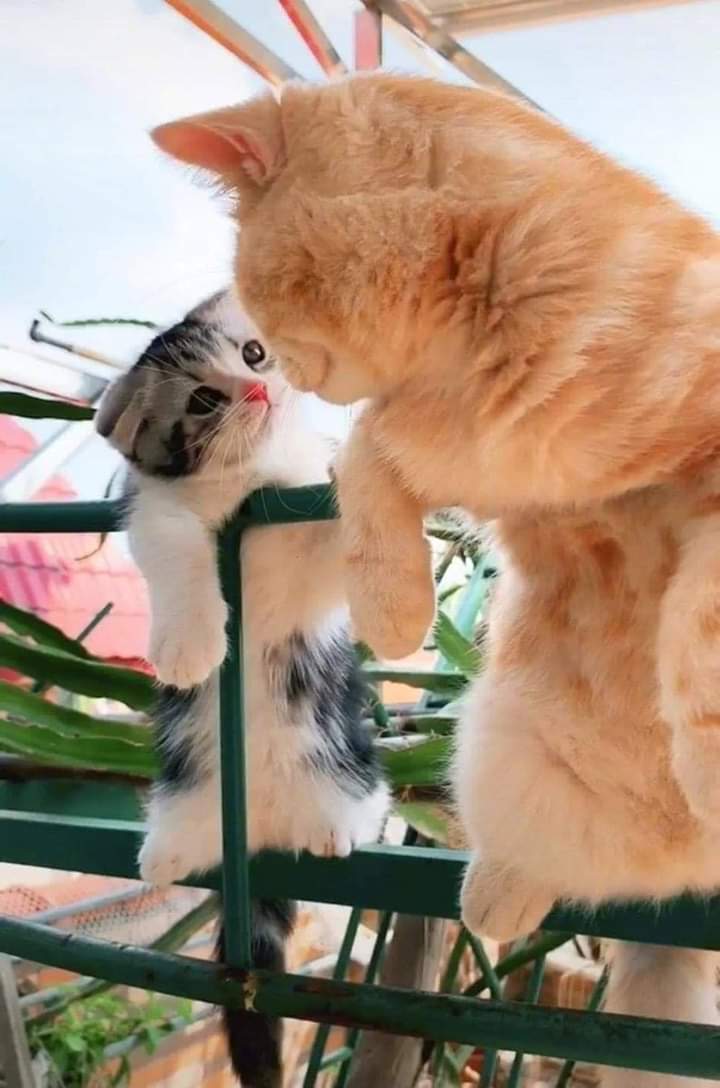 ❤️ bntpal.com_158956793