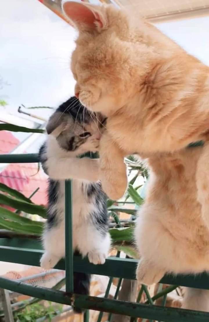 ❤️ bntpal.com_158956798