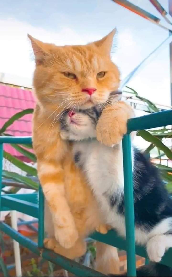 ❤️ bntpal.com_158956802