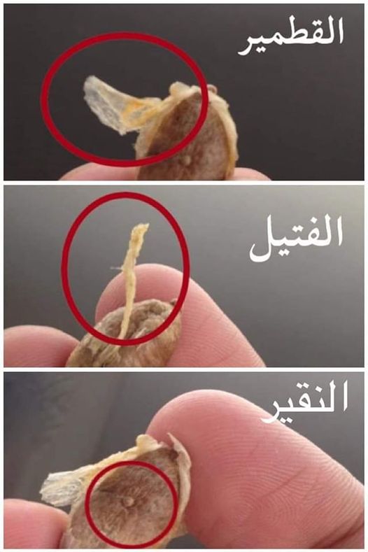   bntpal.com_165684635
