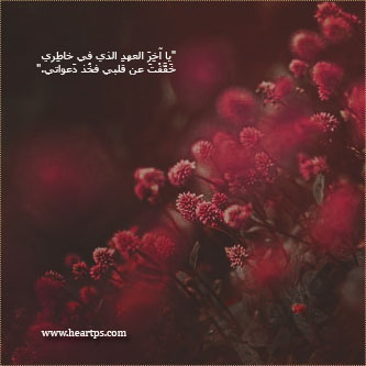 ���� ���� ������ �� ���� ������