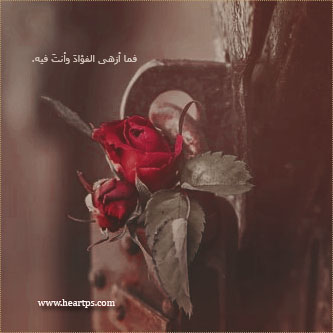 ���� ���� ������ �� ���� ������