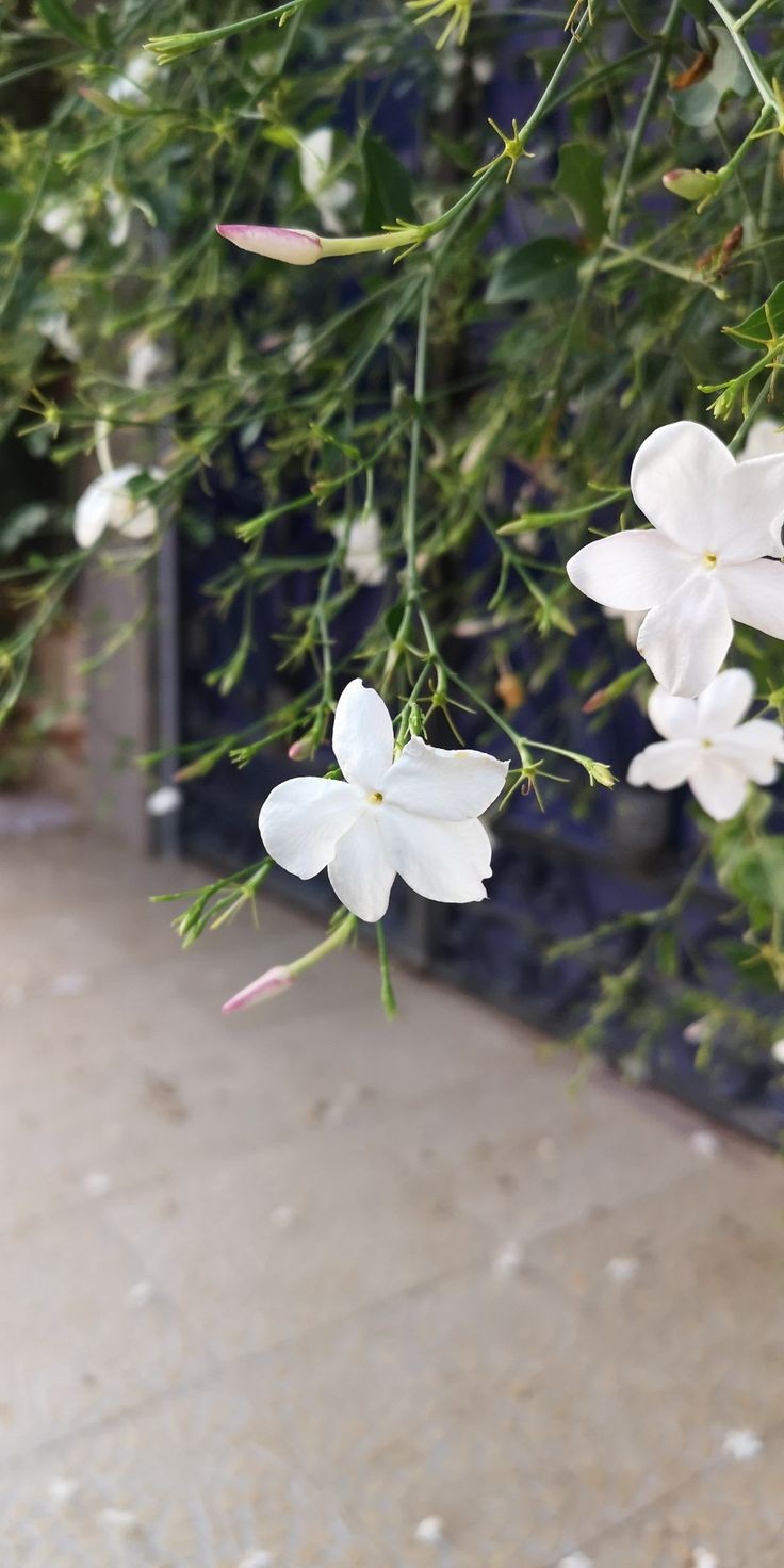 ���� ���� ������ �� ���� ������