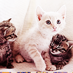 2015 bntpal_1422041064_19
