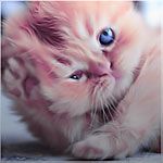 2015 bntpal_1422041078_15