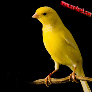 Canário bntpal_1422508632_30