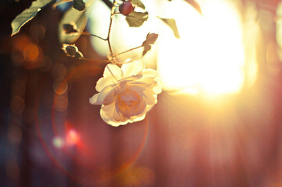 bntpal_1422690079_51