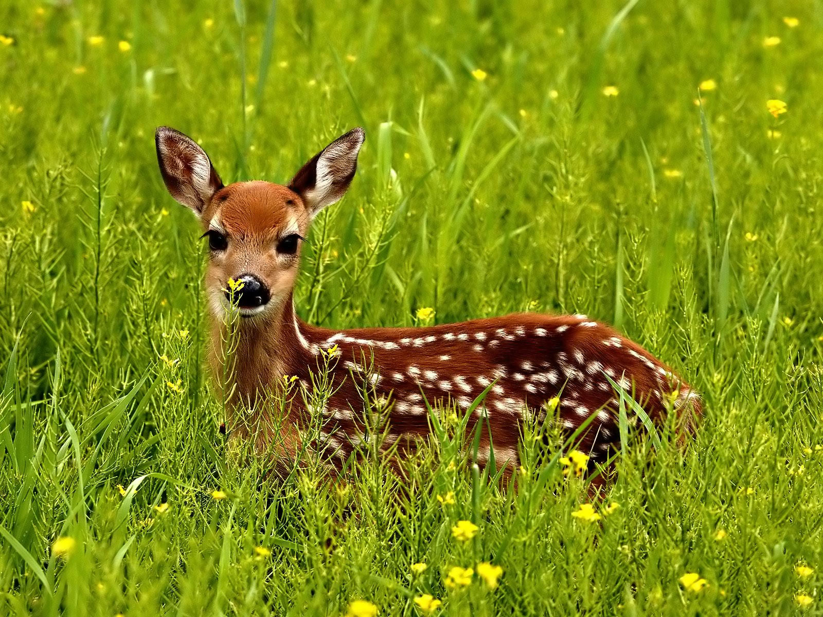 bntpal_1422731552_40