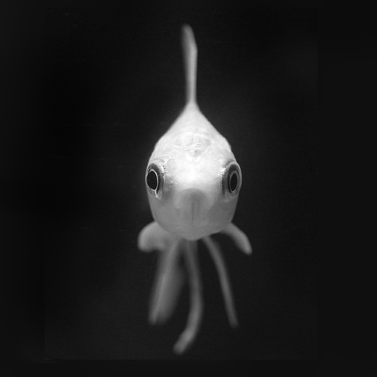   bntpal_1422883570_66