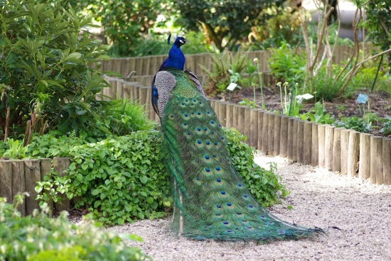 bntpal_1422883974_35