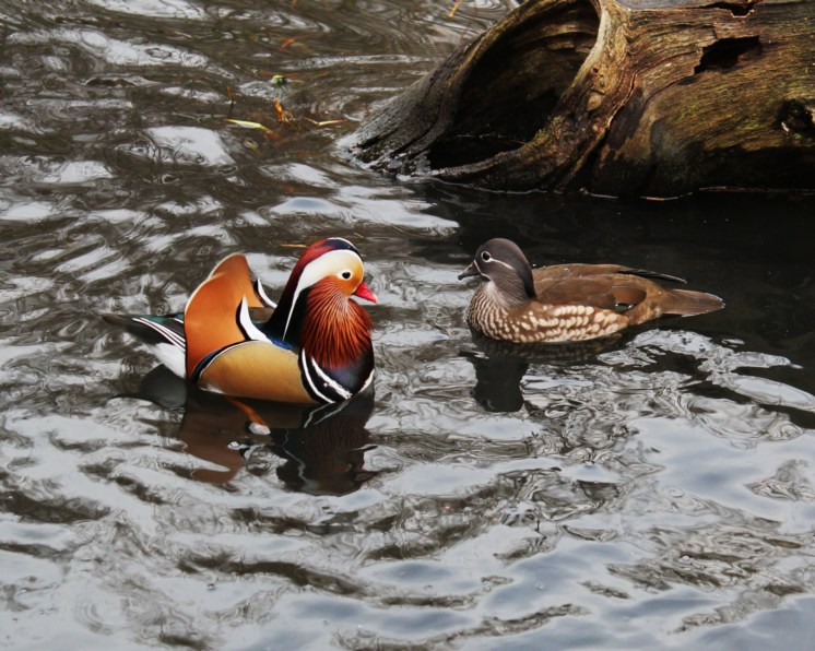  Mandarin Duck bntpal_1422949061_38