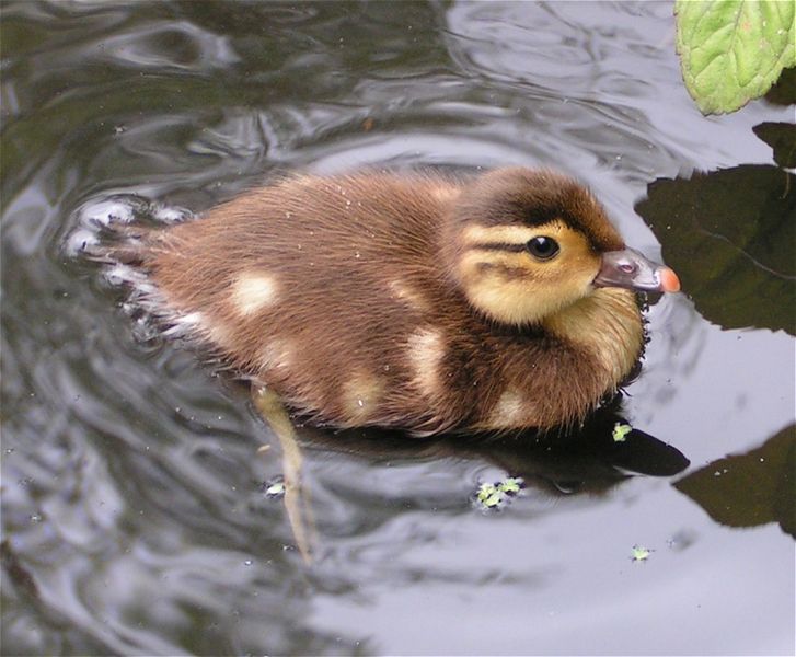  Mandarin Duck bntpal_1422949063_23