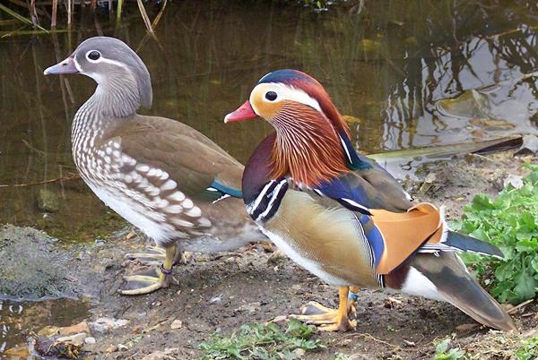  Mandarin Duck bntpal_1422949064_15