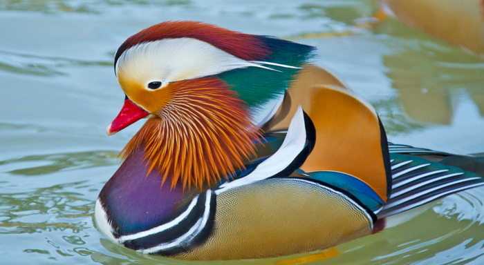  Mandarin Duck bntpal_1422949067_58