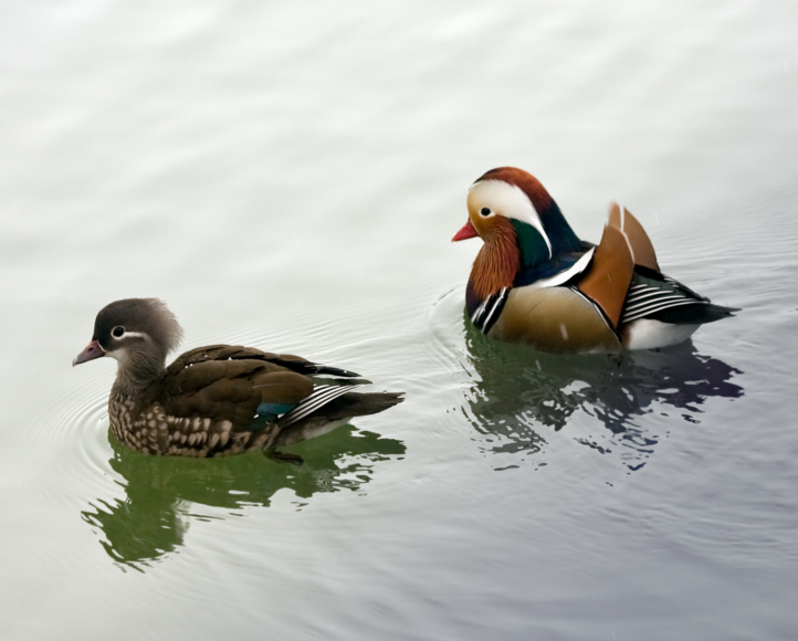  Mandarin Duck bntpal_1422949072_92