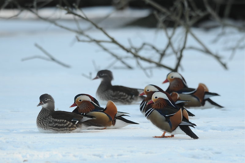 Mandarin Duck bntpal_1422949074_90