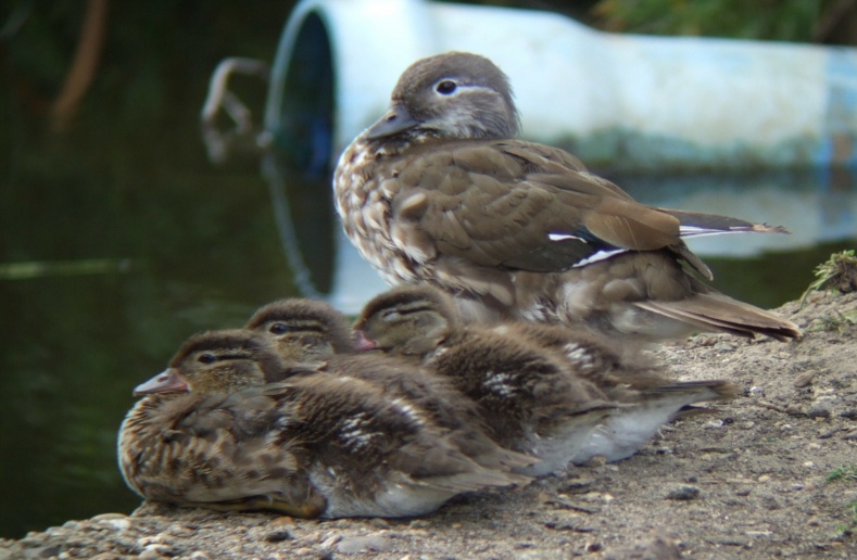  Mandarin Duck bntpal_1422949076_61
